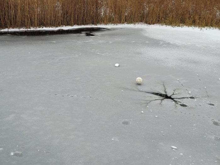 Istäckt sjö med sprickbildning kring en golfboll och djurspår i snön mot vass.