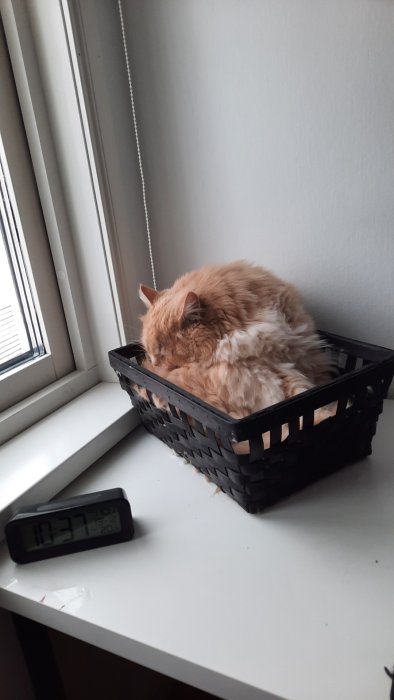 Rödbrun katt som sover i en svart korg på ett skrivbord nära ett fönster.