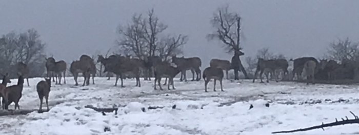 Hjord av hjortar på ett snötäckt fält med kala träd i bakgrunden.