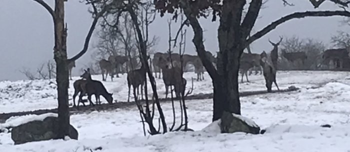 Rådjur i ett snöigt landskap med träd och stenar.