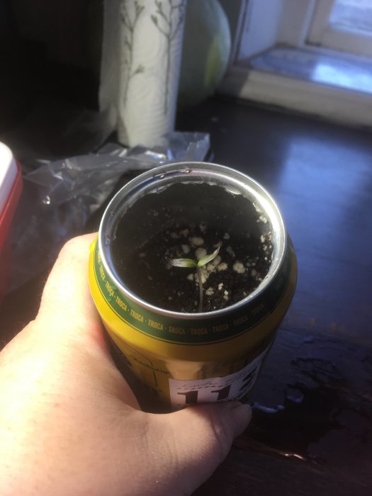 Nygrodd chiliväxt i en öppnad dryckesburk hållen av en hand.