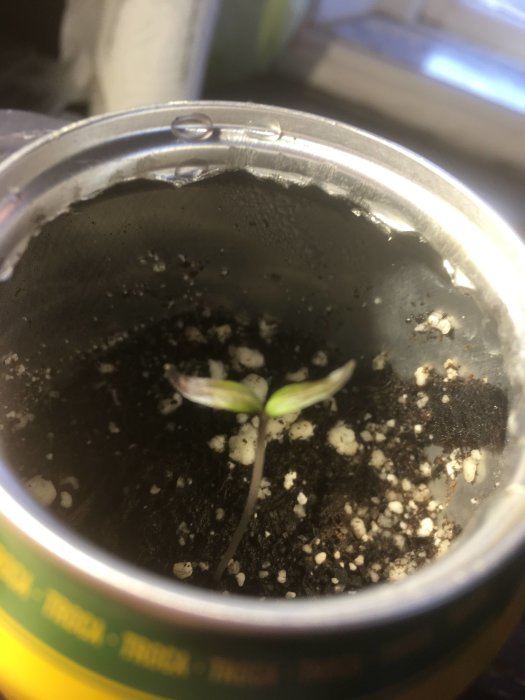 Ung chiliplanta som just slagit ut, odlad i burk med synlig jord och perlit.