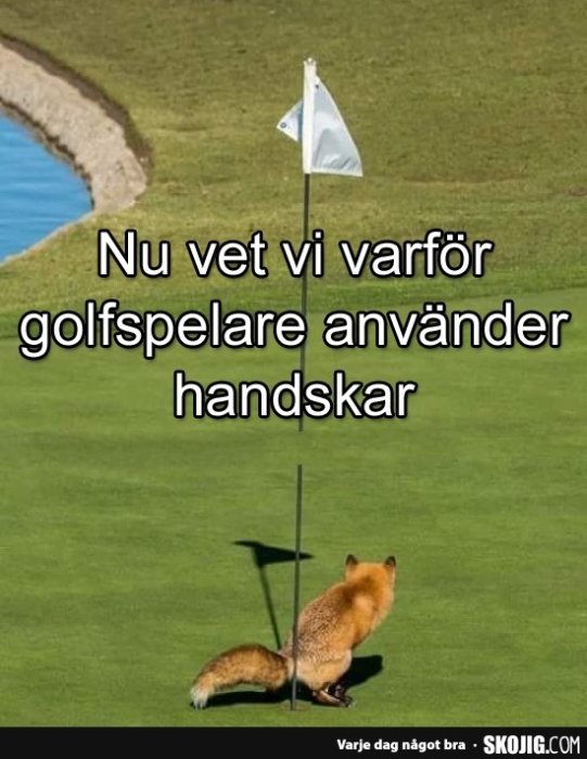 Ett foto av en räv på en golfbana som rör vid flaggstången vid ett hål, med humoristisk text.