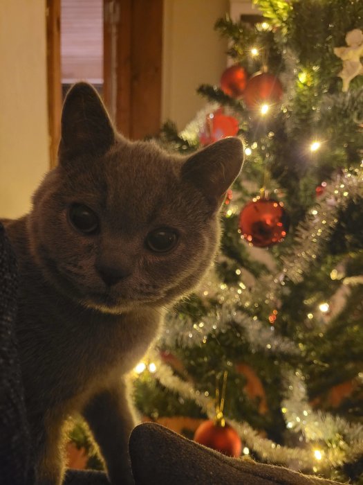 Grå katt framför en julgran med röda kulor och ljusslingor.