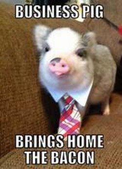 Gris med slips och texten "BUSINESS PIG BRINGS HOME THE BACON