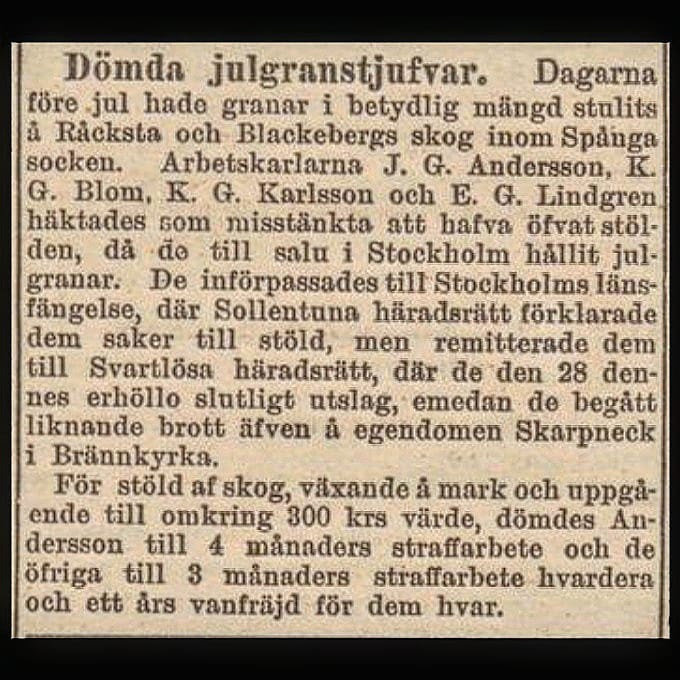 En gammal tidningsartikel om dömda julgranstjuvar och straff för skogstöld under rubriken "Dömda julgranstjuvar".