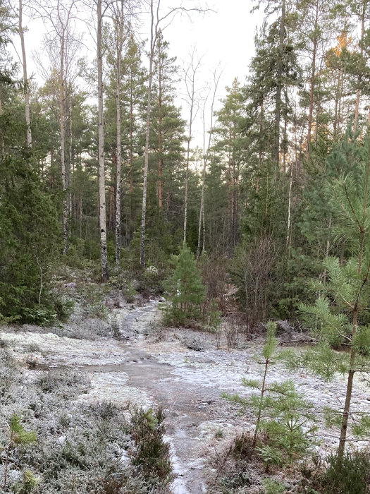 Skogsmark täckt av lätt frost med träd och en stig eller bäck som slingrar sig genom landskapet.