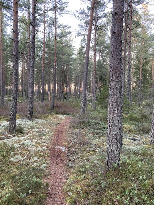 Smal stig genom mossa och tallskog får solens kvällsljus att sila genom träden.