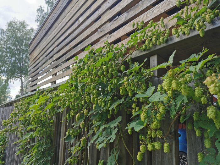 Humleplantor växer längs ett trästaket, mogna för hemmabryggd öl.