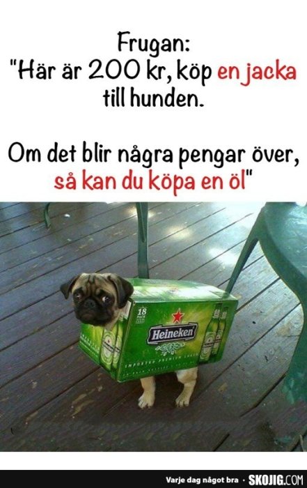 Mops med kropp omsluten av en tom Heineken-öllåda som ser ut som en jacka, på ett trägolv.