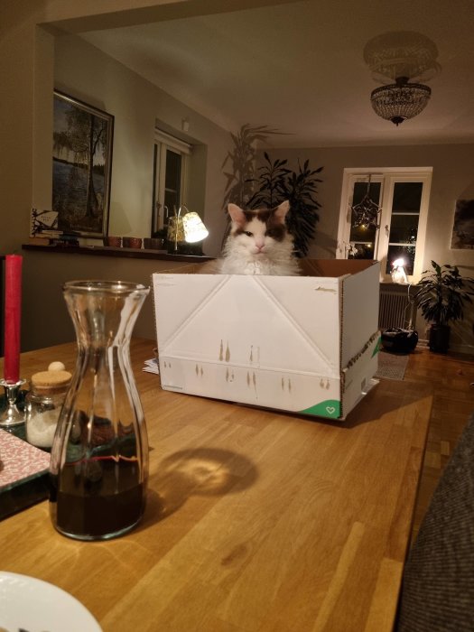 Katt sitter i en vit kartong på ett bord med en dekanter med vin i förgrunden och heminredning i bakgrunden.