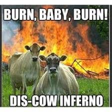 Två kor framför en brand med texten "BURN, BABY, BURN! DIS-COW INFERNO".