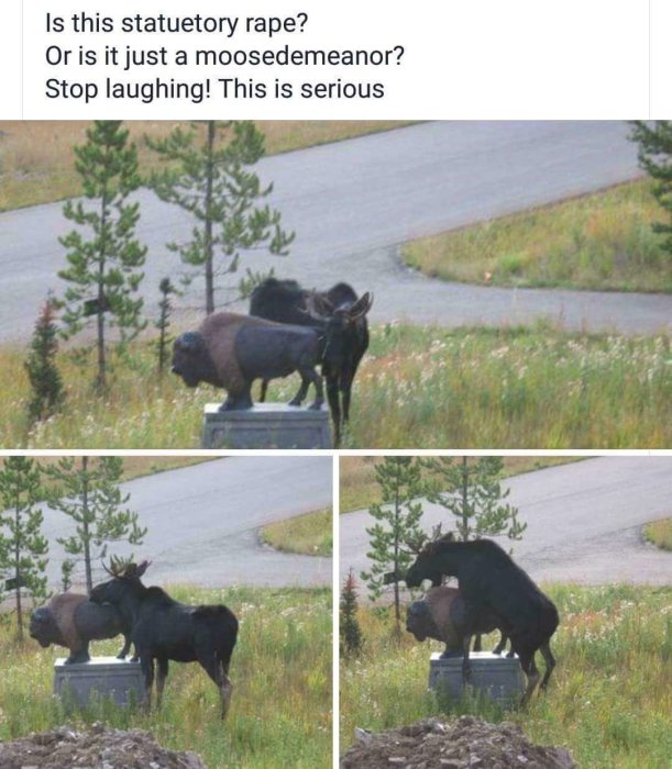 Älg som interagerar på ett ovanligt sätt med en staty av en älg, inomhusmiljö.