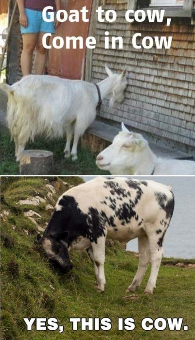 Två bilder; överst getar med text "Goat to cow, come in Cow"; nedre bild av ko med text "YES, THIS IS COW." Humoristiskt tema.