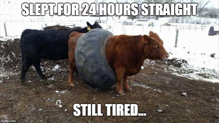 Två kor i en hage med texten "Slept for 24 hours straight - Still tired..." överlagd.