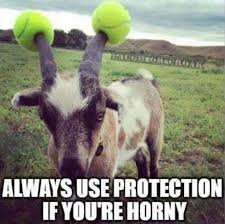 Get med tennisbollar på hornen på en gräsmatta, humoristisk text "ALWAYS USE PROTECTION IF YOU'RE HORNY".