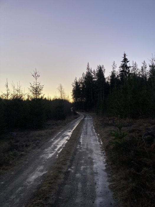 Grusväg i skog vid gryning eller skymning, med spår av smältande snö.