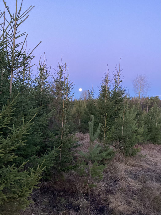Ung granplantering i skymningen med månen synlig på himlen.