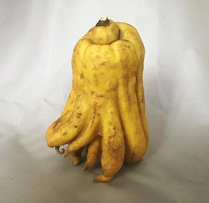 Gul Buddhans hand-citrusfrukt med fingerliknande utskott på ett vitt underlag.