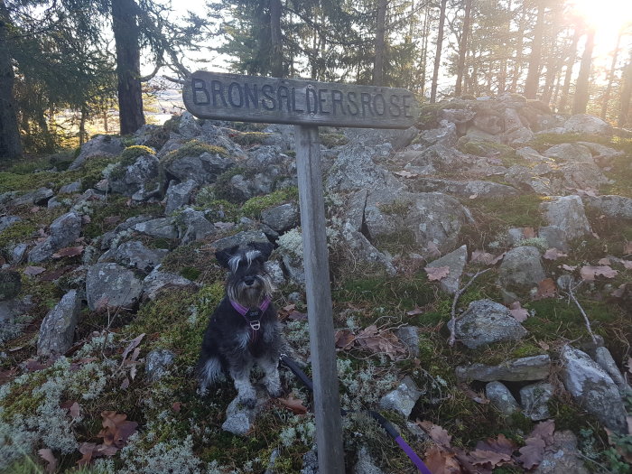 En liten hund framför en skylt med texten "BRONSÅLDERSRÖSE" på en vandringsled omgiven av stenar och mossa.