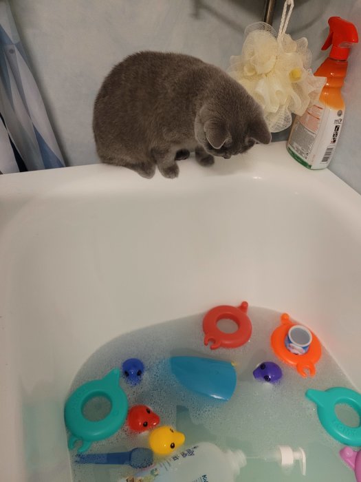 Grå katt tittar nyfiket på leksaker i ett badkar fyllt med vatten.