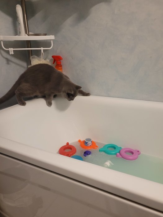 En nyfiken katt undersöker leksaker i ett vattenfyllt badkar.