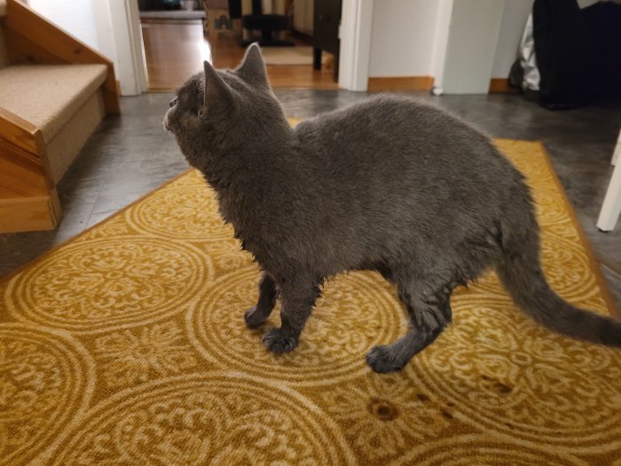 En våt grå katt som står på ett gulmönstrat golv inne i ett hem.