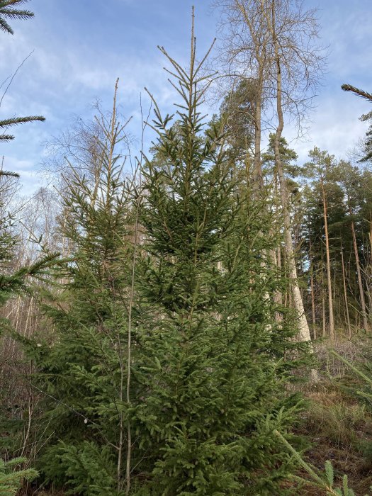 Unge granar i en skog med blå himmel och några bladlösa träd i bakgrunden.