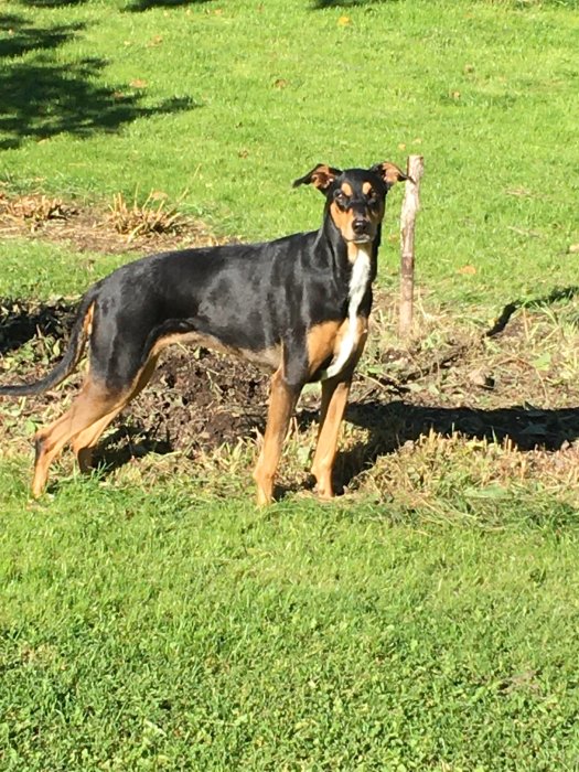 Hund står och poserar på en gräsmatta i solskenet.