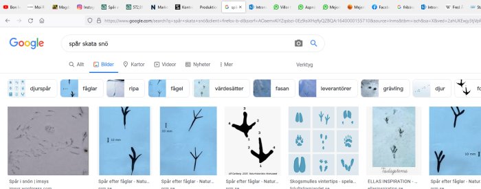 Skärmbild av Google-söksida med söktermen "spår skata snö" och bilder på fågelspår i snön.