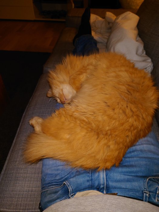 Orange katt som sover och spinner på en persons ben på en soffa.
