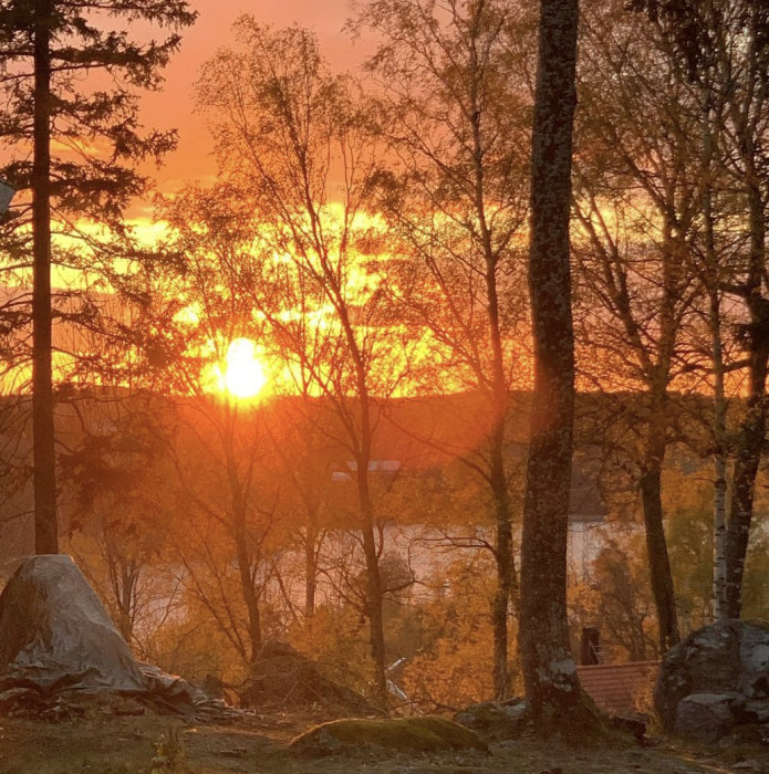 En solnedgång i skogsmiljö med varma färger och silhuetter av träd, med solen synligt mellan grenarna.