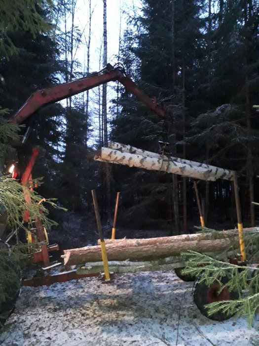 Björkstam som lyfts av en skogsmaskin med vinsch i en snöig skogsmiljö.