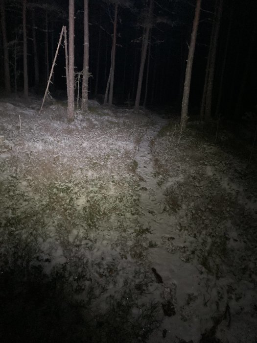 Ljusstråle belyser snötäckt skogsmark och träd nattetid, med stig och stege i bakgrunden.