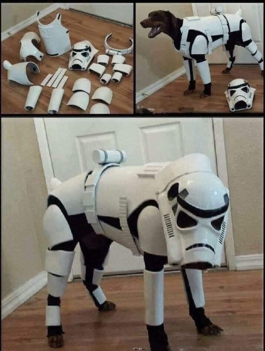 Hund klädd i en stormtrooper-dräkt från Star Wars, med lösa dräktdelar bredvid.