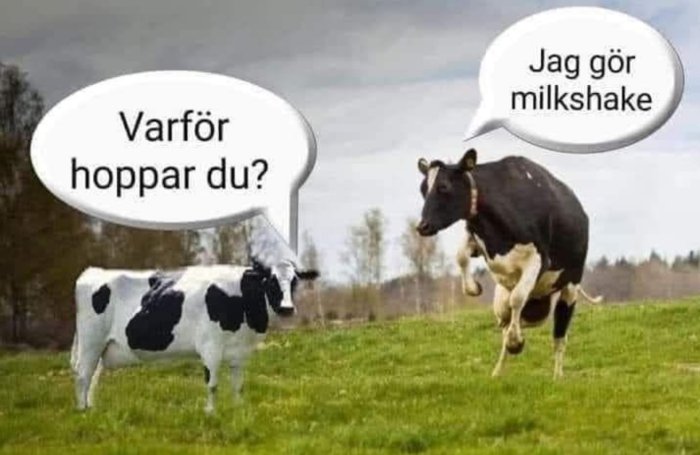 Två kor på en äng, ena kor har pratbubbla "Varför hoppar du?" andra svarar "Jag gör milkshake".