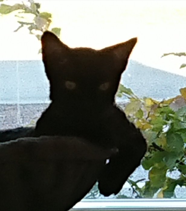 Silhouett av en katt med öron som liknar en fladdermus framför ett fönster.