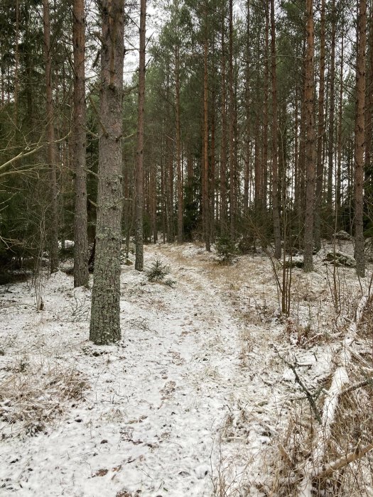 Snöbelagd stig genom en tallskog med sparsam snötäckning och barrträd.
