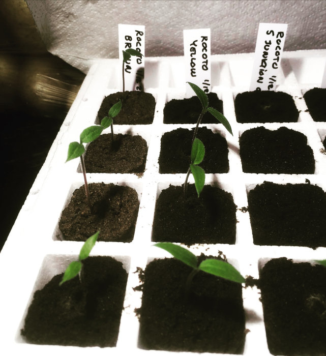 Unga chiliplantor av sorterna 'Rocoto Brown', 'Rocoto Yellow', 'Rocoto Submarine' i såjord.