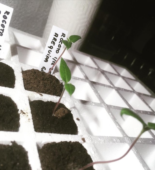 Unga Rocoto chiliplantor som gror i en låda med jord och etiketter som identifierar sorterna.