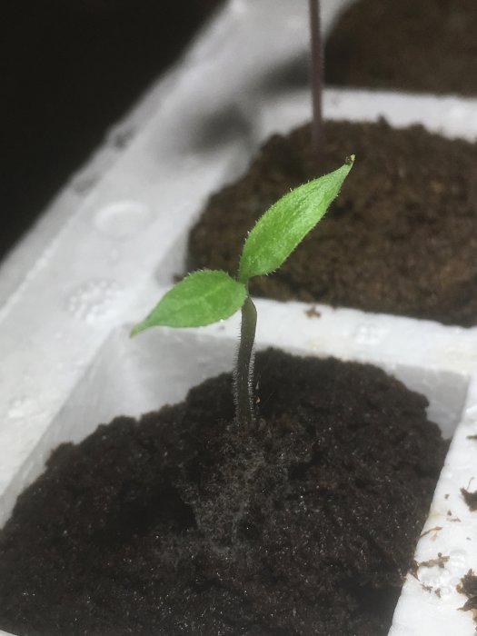 Ung Rocoto-chiliplanta som spirar i fuktig jord i en vit låda.