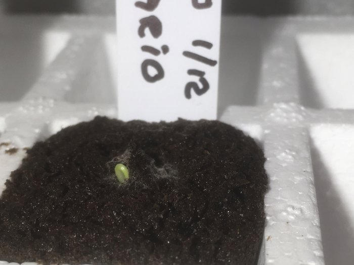 Nygrodd chiliplanta i jord i odlingstablett med texten "Rocoto" och datum.