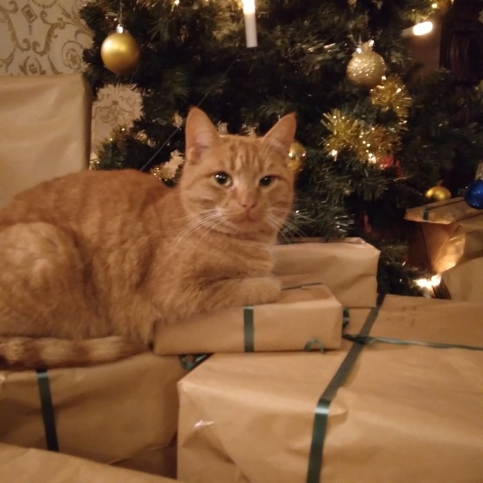 Orange katt som sitter ovanpå inslagna julklappar med en julgran i bakgrunden.