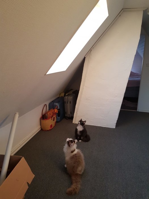 Två katter, Yoda och Zorro, tittar upp mot ett takfönster på en vind.