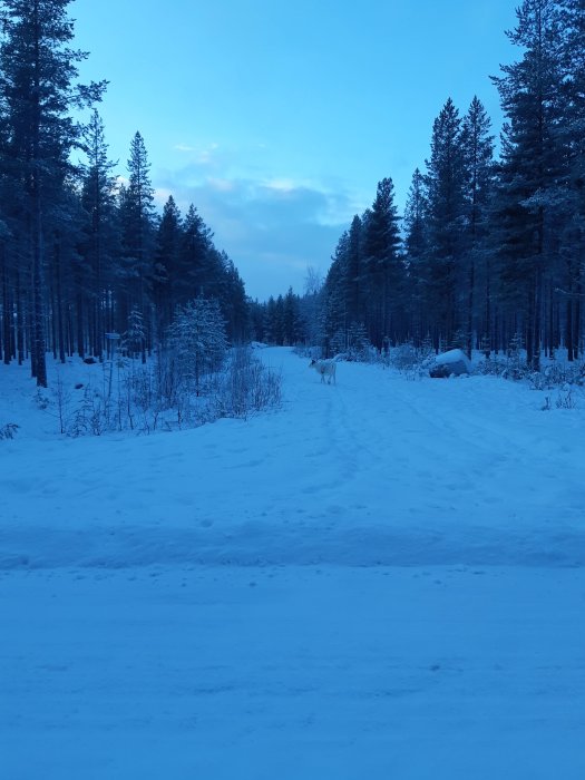 Vinterskog med snötäckt väg och en ensam ren i gryningen.