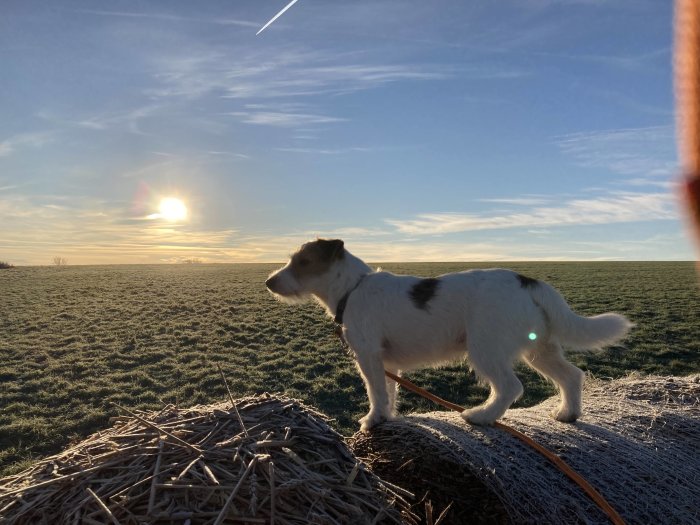 Hund står på en höbal i fält vid solnedgång.