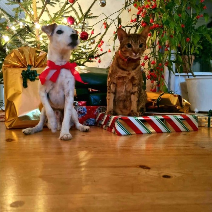 Hund med röd julrosett och katt framför julklappar och en julgran.