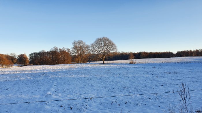 Snötäckt landskap med träd och blå himmel i Skåne.