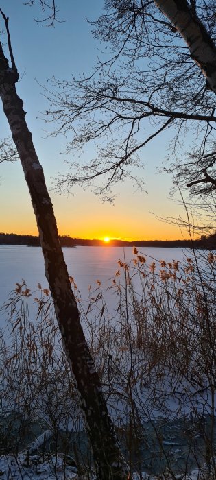 Solnedgång med silhuett av träd framför en frusen sjö och vass i förgrunden.