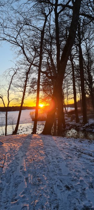 Solnedgång genom träd vid en snöig sjö med fotavtryck i snön.